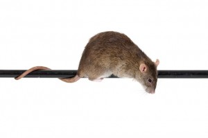 bigstock-Brown-Domestic-Rat-54454889_640x426-מוקטן